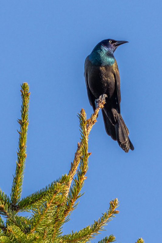 NA294.jpg :: Common Grackle

Western NY - Spring 2023