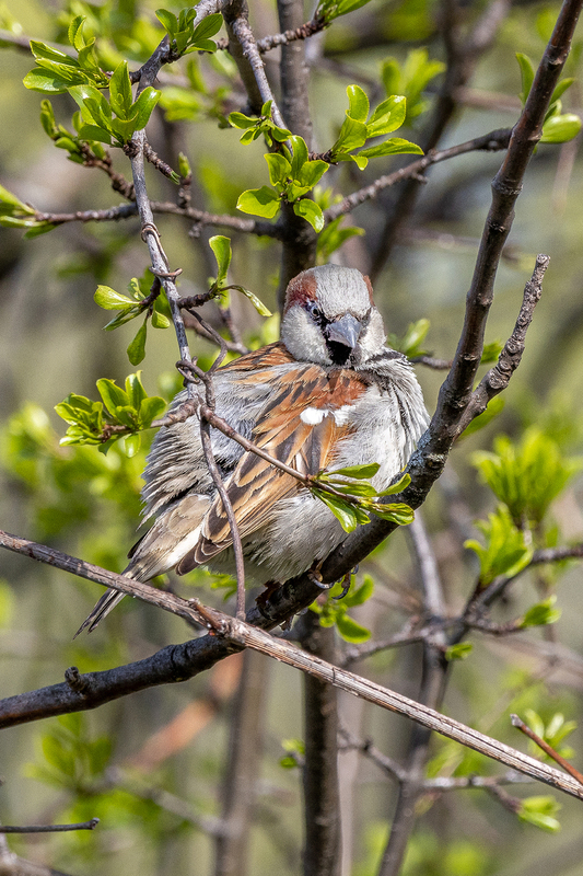 NA295.jpg :: Common Sparrow

Western NY - Spring 2023