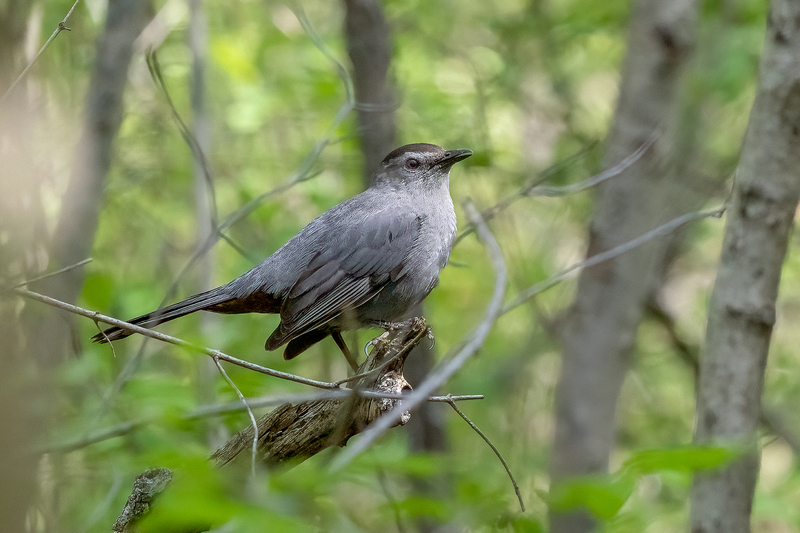 NA296.jpg :: Gray Catbird

Western NY - Spring 2023