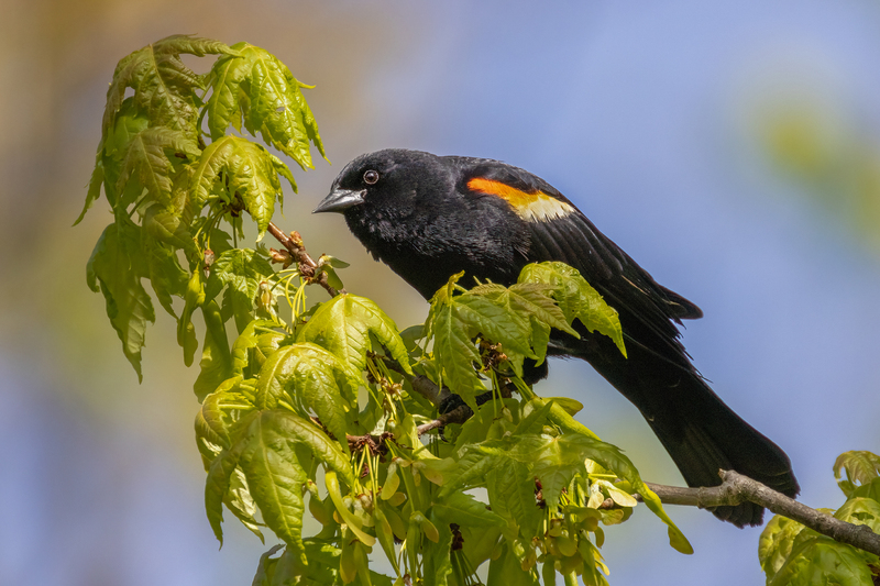 NA297.jpg :: Male Red Winged Blackbird

Western NY - Spring 2023