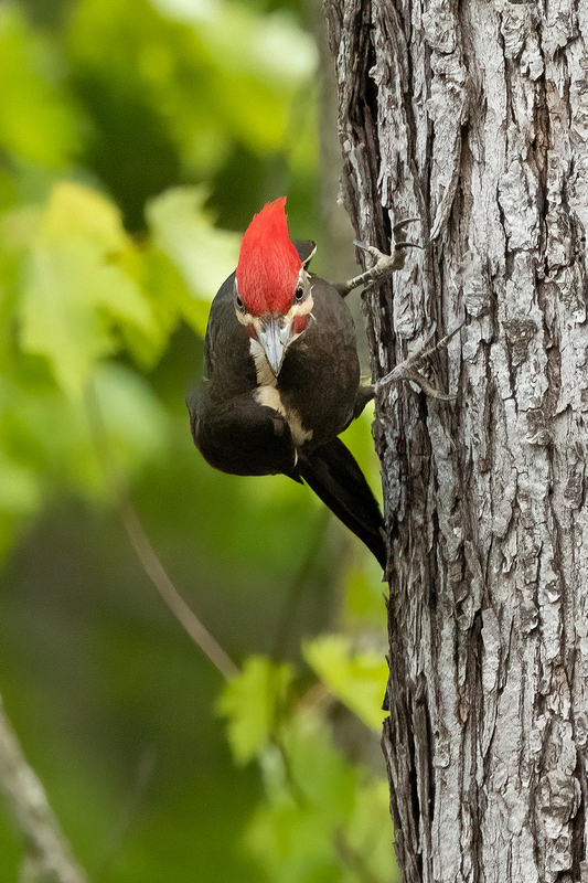 NA298.jpg :: Male Pileated Woodpecker

Western NY - Spring 2023