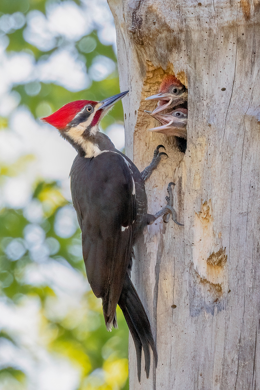 NA299.jpg :: Pileated Woodpecker feeding nestlings

Western NY - Spring 2023