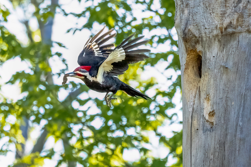 NA300.jpg :: Pileated Woodpecker flight from nest

Western NY - Spring 2023