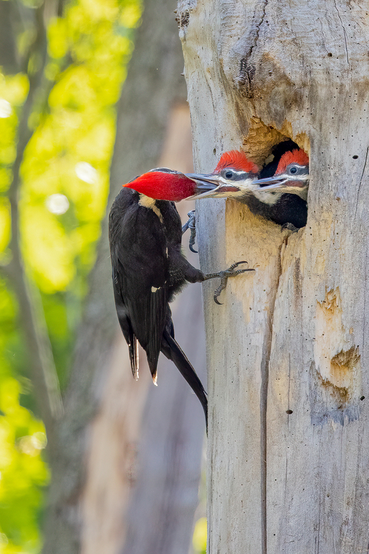 NA301.jpg :: Pileated Woodpecker feeding the nestlings

Tinker Park Henrietta NY - Spring 2023