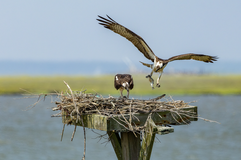 NA302.jpg :: Osprey bringing fish to nestings

Forsythe Wildlife Refuge in NJ - Spring 2023