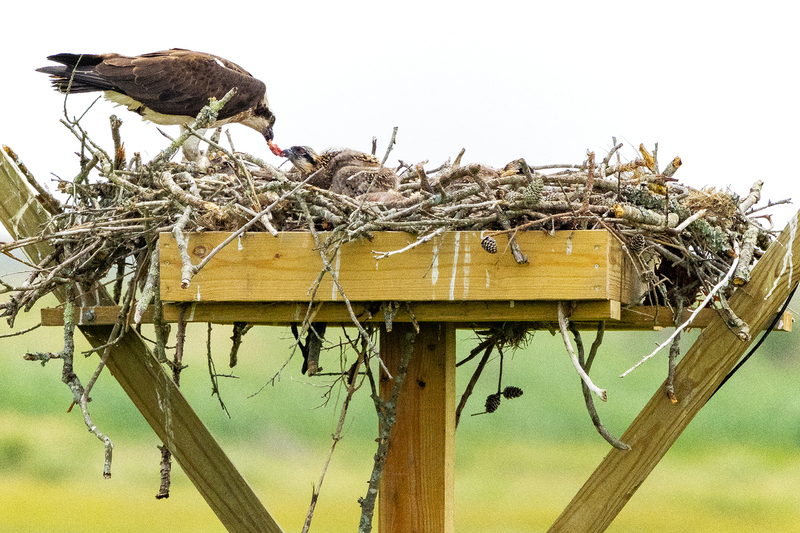 NA303.jpg :: Osprey feeding a nestling

Forsythe Wildlife Refuge in NJ - Spring 2023