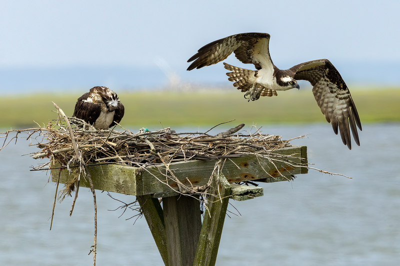 NA304.jpg :: Osprey flying from nest

Forsythe Wildlife Refuge in NJ - Spring 2023