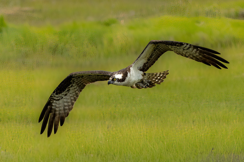 NA305.jpg :: Osprey flying over field in search of food

Forsythe Wildlife Refuge in NJ - Spring 2023