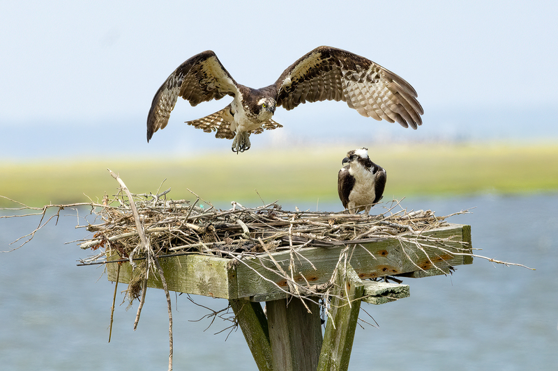 NA306.jpg :: Osprey flying to nest

Forsythe Wildlife Refuge in NJ - Spring 2023