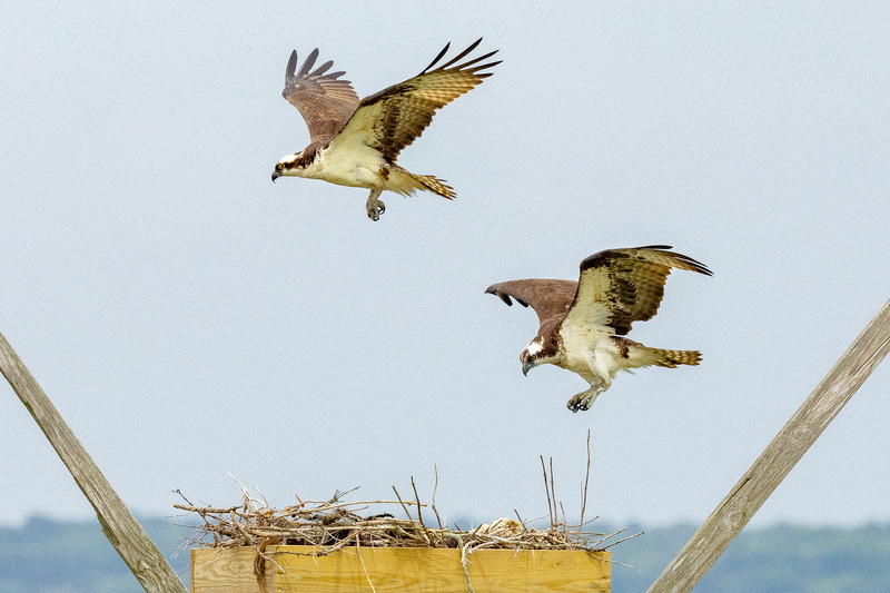 NA307.jpg :: Osprey flying over nest

Forsythe Wildlife Refuge in NJ - Spring 2023