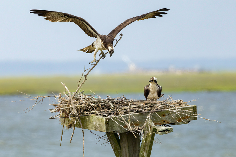 NA309.jpg :: Osprey bringing in nest material

Forsythe Wildlife Refuge in NJ - Spring 2023