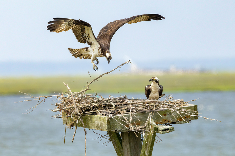 NA310.jpg :: Osprey dropping nest material on nest

Forsythe Wildlife Refuge in NJ - Spring 2023