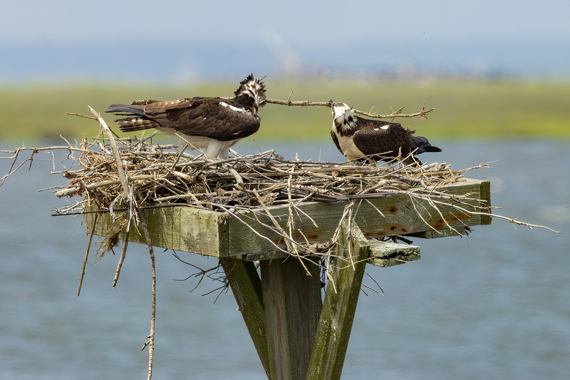 NA311.jpg :: Mom & Dad Osprey working on nest building

Forsythe Wildlife Refuge in NJ - Spring 2023