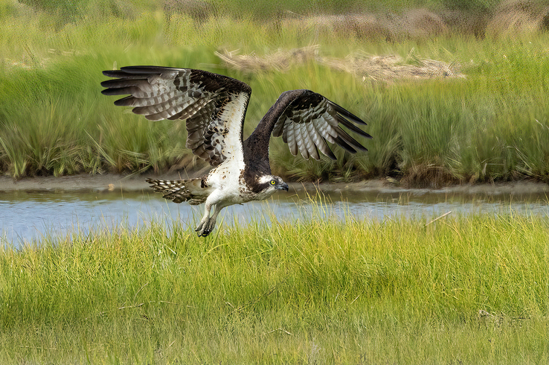 NA312.jpg :: Osprey descending on a food target

Forsythe Wildlife Refuge in NJ - Spring 2023