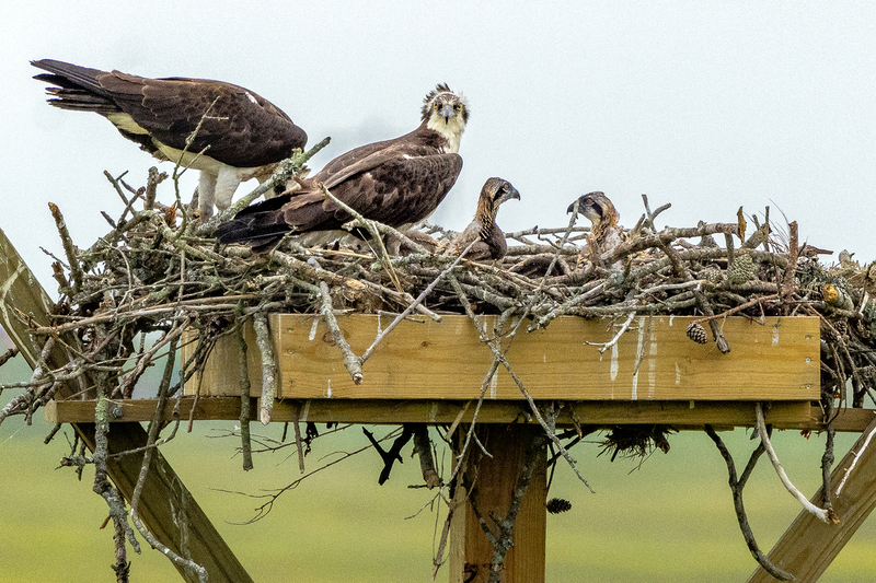 NA314.jpg :: Osprey with fledglings

Forsythe Wildlife Refuge in NJ - Spring 2023