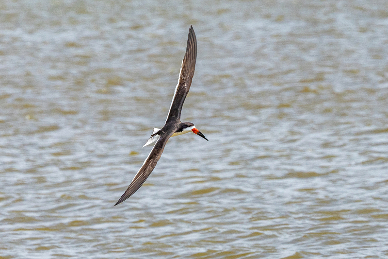 NA315.jpg :: A skimmer flies over the water in preparation for feeding

Forsythe Wildlife Refuge in NJ - Spring 2023