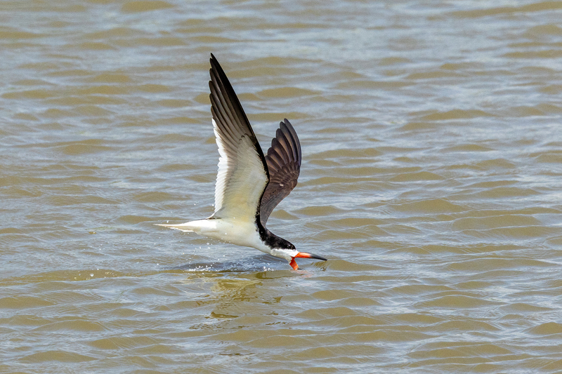 NA316.jpg :: A skimmer dips its lower mandible into the water for food

Forsythe Wildlife Refuge in NJ - Spring 2023