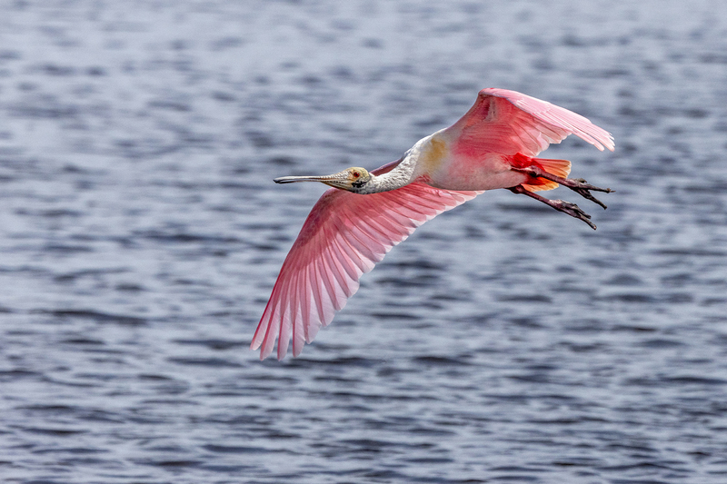 NA327.jpg :: A Roseate Spoonbill takes flight over a pond in Florida

Florida - Winter 2024