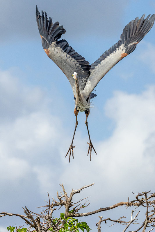 NA328.jpg :: A Heron coming in for a landing on a nearby bush

Florida - Winter 2024