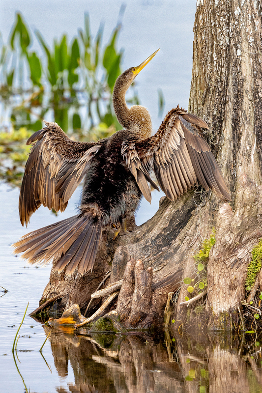 NA329.jpg :: A female Anhinga eyeing other wildlife up a tree

Florida - Winter 2024