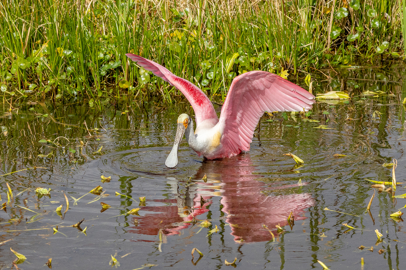 NA330.jpg :: A Roseate Spoonbill goes fishing in a nearby pond

Florida - Winter 2024