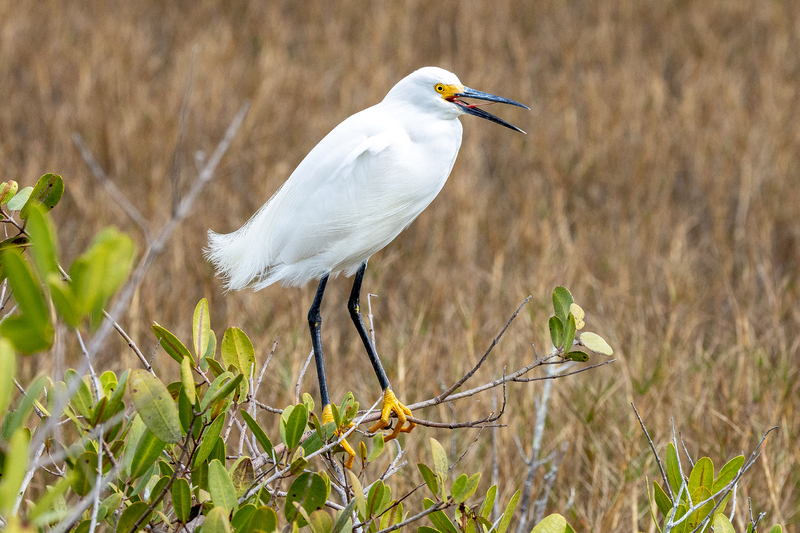 NA331.jpg :: A Snowy Egret looks across a nearby pond in search of food

Florida - Winter 2024