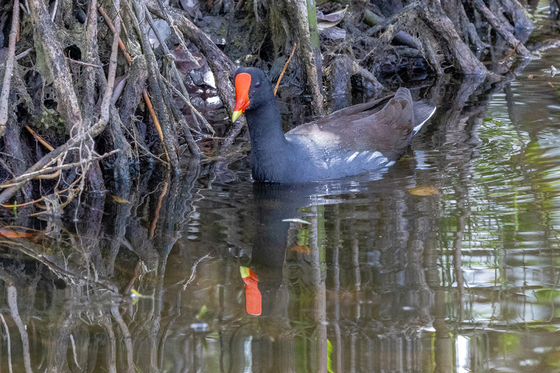 NA332.jpg :: A Common Gallinule glides across a pond in search of food

Florida - Winter 2024