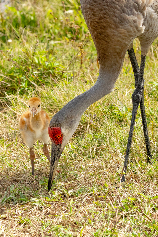 NA333.jpg :: A Sandhill Crane, with accompanying chick, searches the ground for food

Florida - Winter 2024