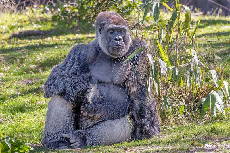 NA334.jpg :: A Western Lowland gorilla at a relaxed moment

Florida - Winter 2024