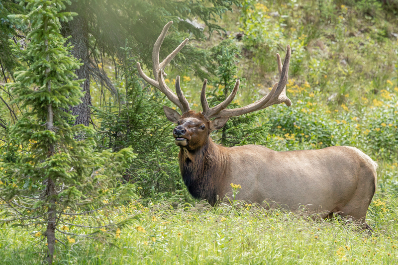 NA340.jpg :: A bull elk rummages the forest in search of food

Rocky Mtn Nat Park - Summer 2024