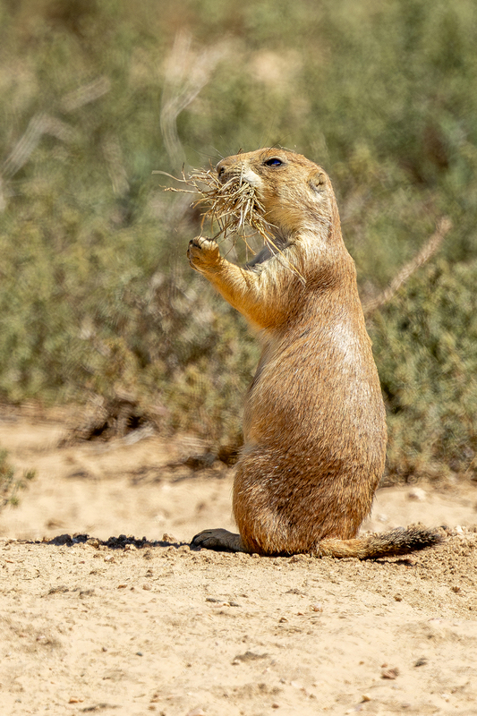 NA341.jpg :: A prairie dog emerges from a hole to grab nest material

Denver CO area - Summer 2024