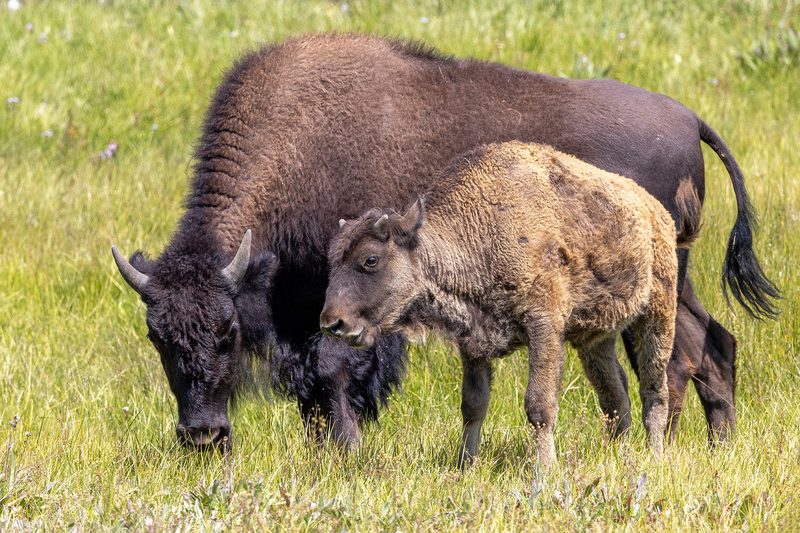 NA342.jpg :: A male & female bison roam a field in Yellowstone

Yellowstone Nat Park = Summer 2024
