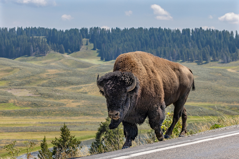 NA343.jpg :: A large male bison walks alongside the roadway in Yellowstone

Yellowstone Nat Park - Summer 2024
