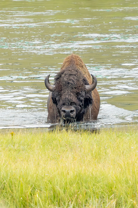 NA344.jpg :: A bison emerges from a nearby lake in Yellowstone

Yellowstone Nat Park - Summer 2024