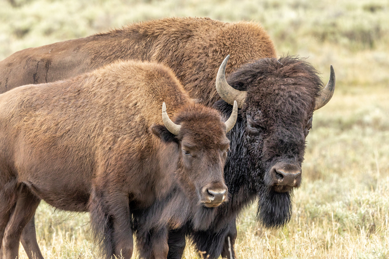 NA345.jpg :: A closeup view of a male & female bison in Yellowstone

Yellowstone Nat Park WY - Summer 2024