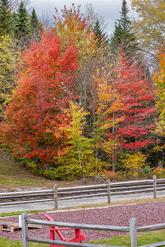NH067.jpg :: Beautiful Fall trees growing at the Fabyan Train Station in the Bretton Woods area

Carroll NH - fall 2023