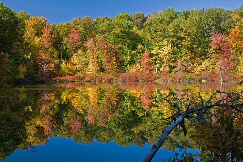 NY111.jpg :: FALL REFLECTION OF TREES BORDERING A POND IN MENDON PONDS

MENDON, NY - FALL 2008