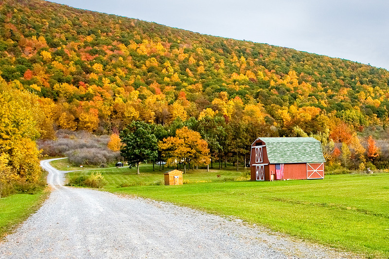NY658.jpg :: Bristol Mountain view of barn set against beautiful Fall colors

Bristol NY - Fall 2008