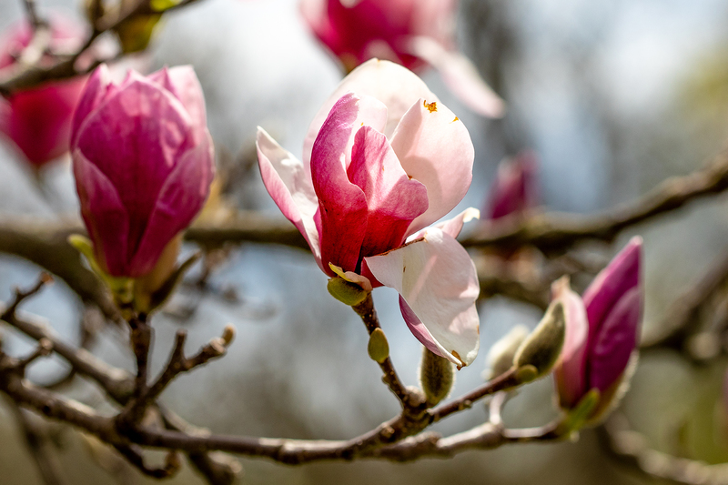NY659.jpg :: Magnolias bloom in early Spring in Highland Park

Rochester NY - Spring 2019