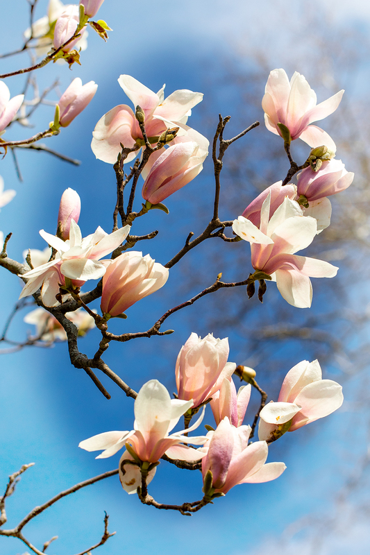 NY660.jpg :: On a bright sunny day in early Spring, Highland Park's magnolias spring to life

Rochester NY - Spring 2019
