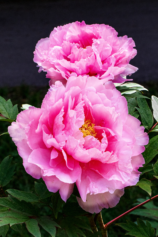 NY684.jpg :: A closeup of a pair of beautiful pink Peonies in Highland Park

Rochester NY - Spring 2019