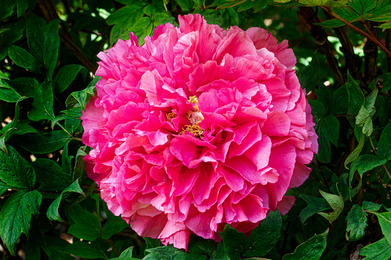 NY685.jpg :: One of the many flora at Highland Park

Rochester NY - Spring 2019