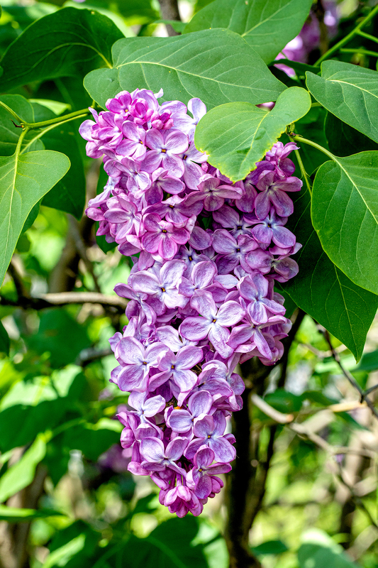 NY686.jpg :: One of many beautiful Lilacs at Highland Park

Rochester NY - Spring 2019