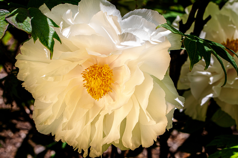 NY687.jpg :: Warm lighting adorns a beautiful Peony in Highland Park

Rochester NY - Spring 2019