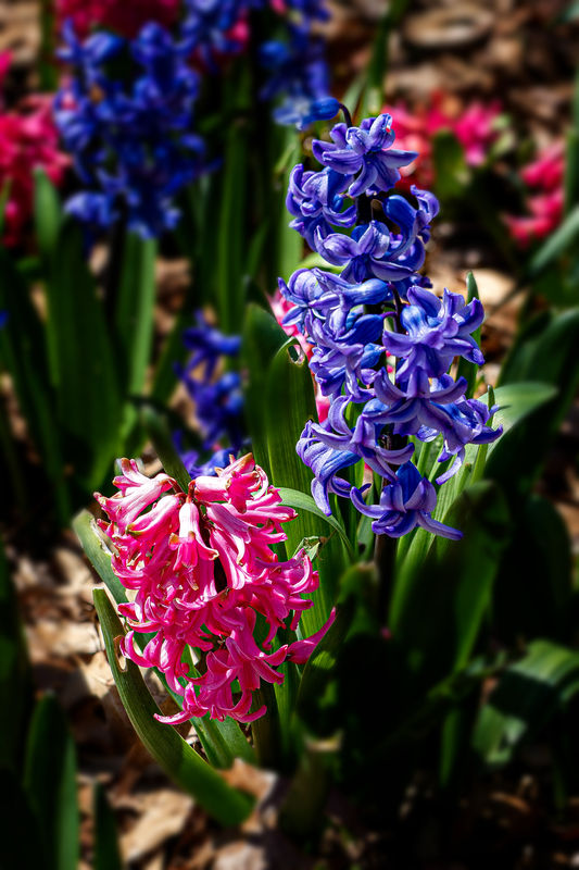 NY751.jpg :: Hyacinths adorn the Spring landscape at Highland Park

Rochester NY - Spring 2020