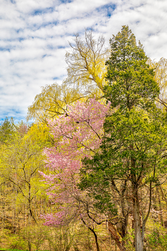 NY752.jpg :: Colorful trees come Spring to life at Durand Eastman Park

Rochester NY - Spring 2020