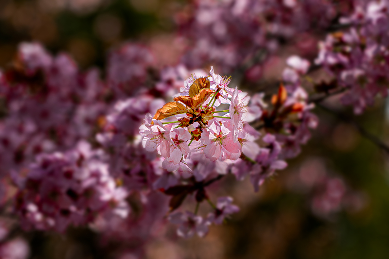 NY753.jpg :: A variety of colorful flowers come to life at Durand Eastman Park

Rochester NY - Spring 2020