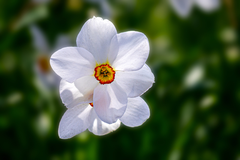 NY757.jpg :: Macro view of a back lit daffodil on a gorgeous morning at Highland Park

Rochester NY - Spring 2020