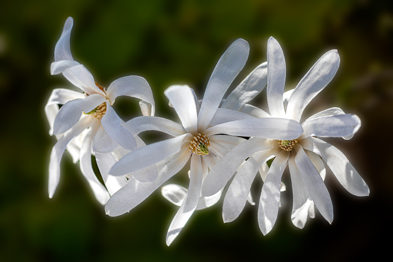 NY758.jpg :: A cluster of magnolias being back lit on a gorgeous morning at Highland Park

Rochester NY - Spring 2020