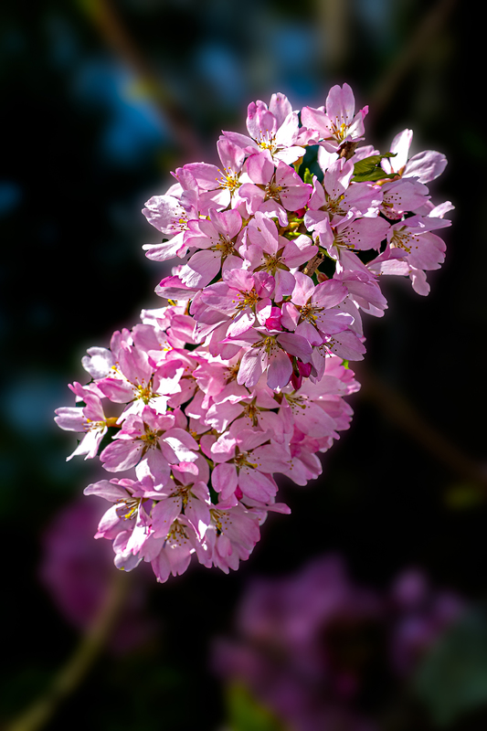NY760.jpg :: A cluster of cherry blossoms bask in the early morning light at Highland Park

Rochester NY - Spring 2020